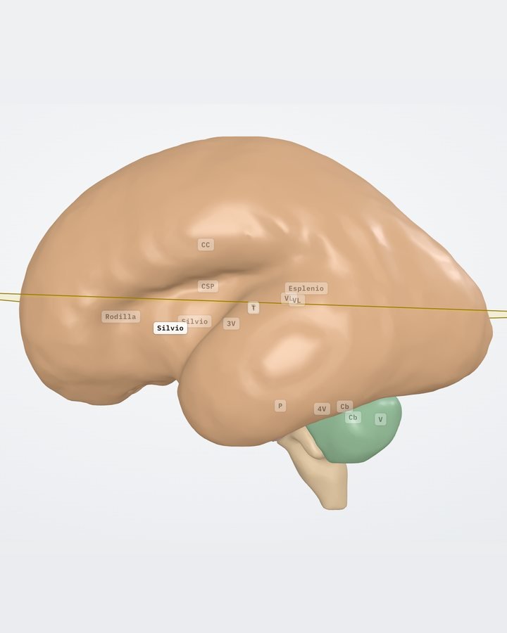 Cerebro fetal de 24 semanas de Fetal Brain 3D en vista lateral izquierda, con el aspecto realista